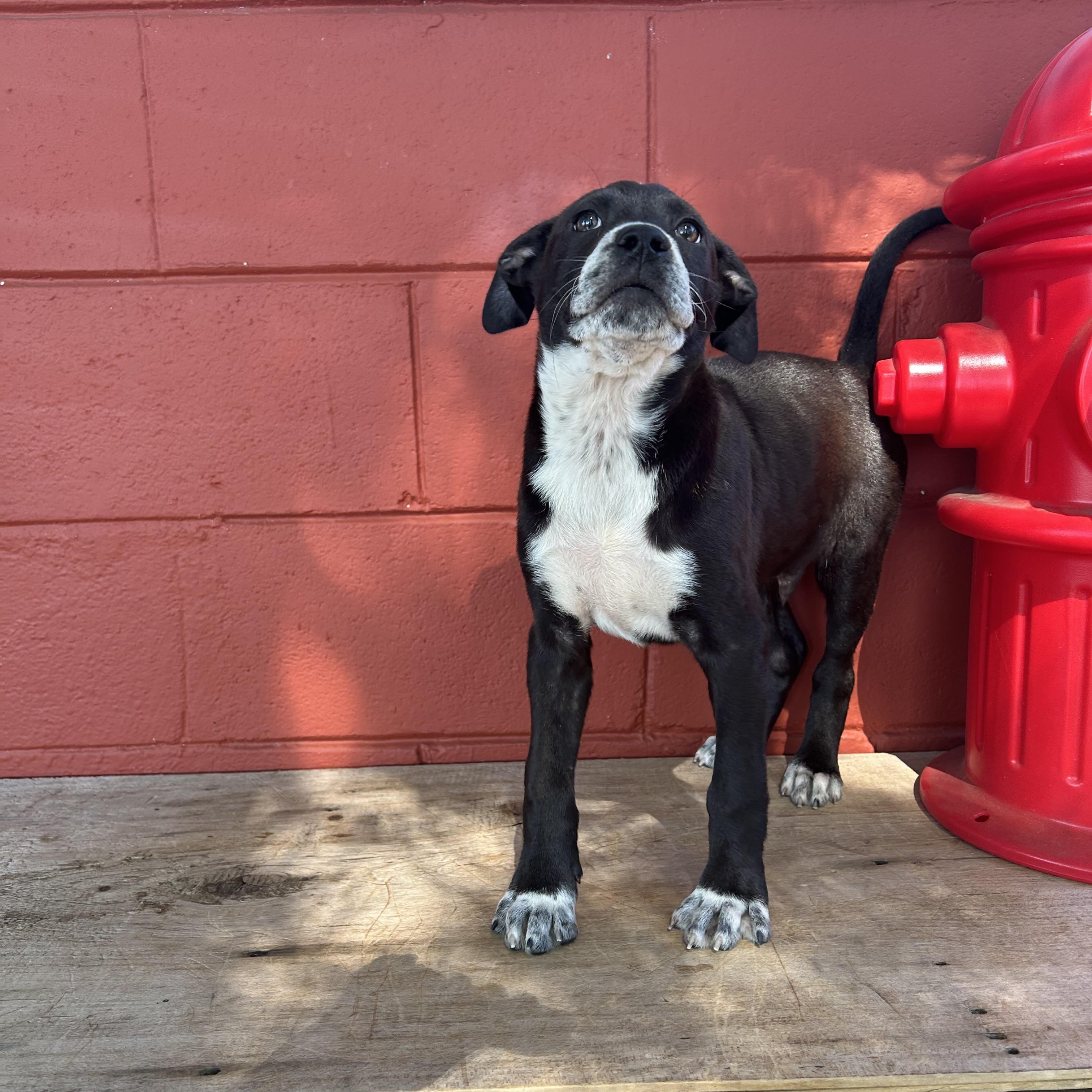 Sam, a ADOPTABLE mixed breed in Pensacola, FL image 5/6