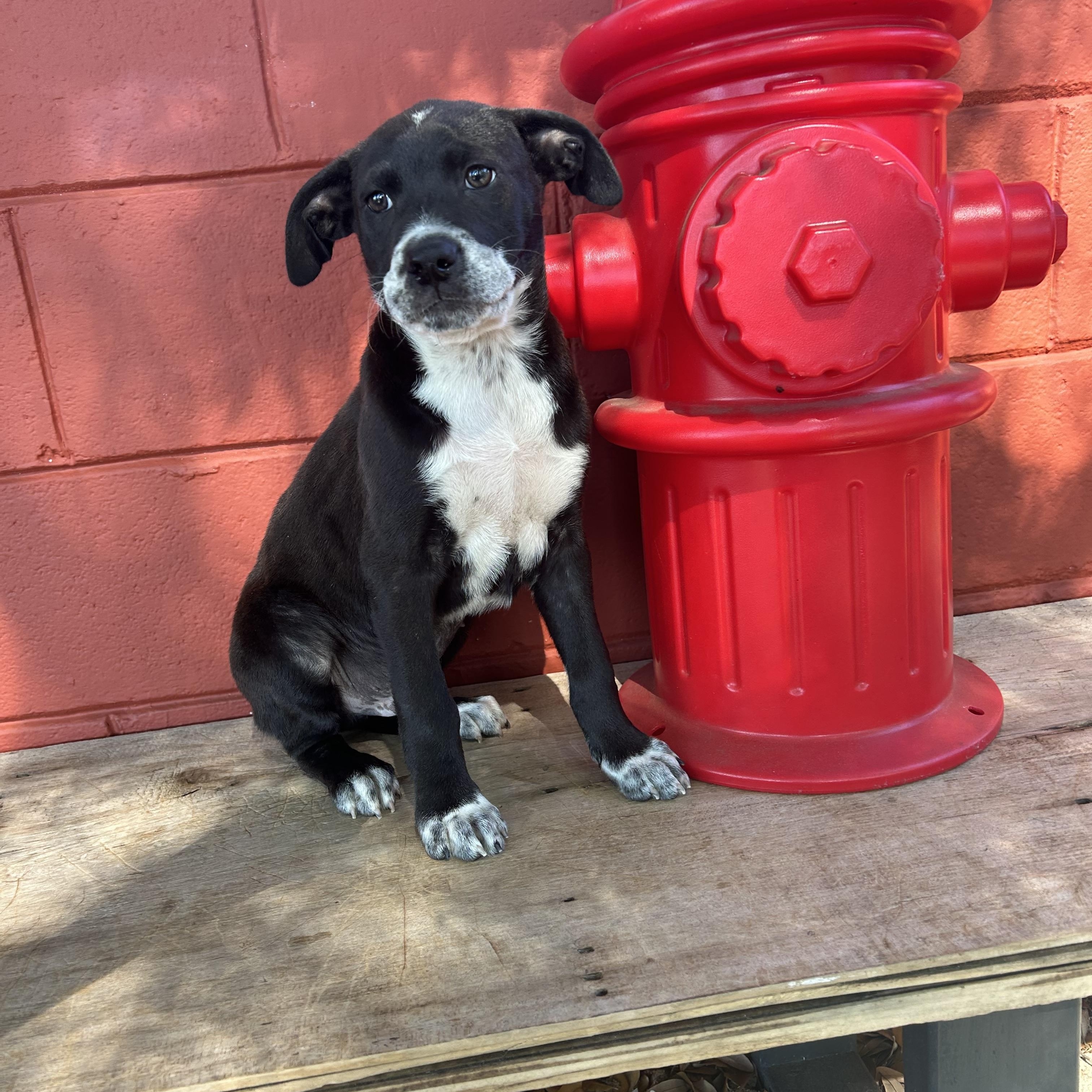 Sam, a ADOPTABLE mixed breed in Pensacola, FL image 4/6