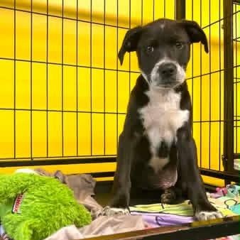 Sam, a ADOPTABLE mixed breed in Pensacola, FL image 3/6