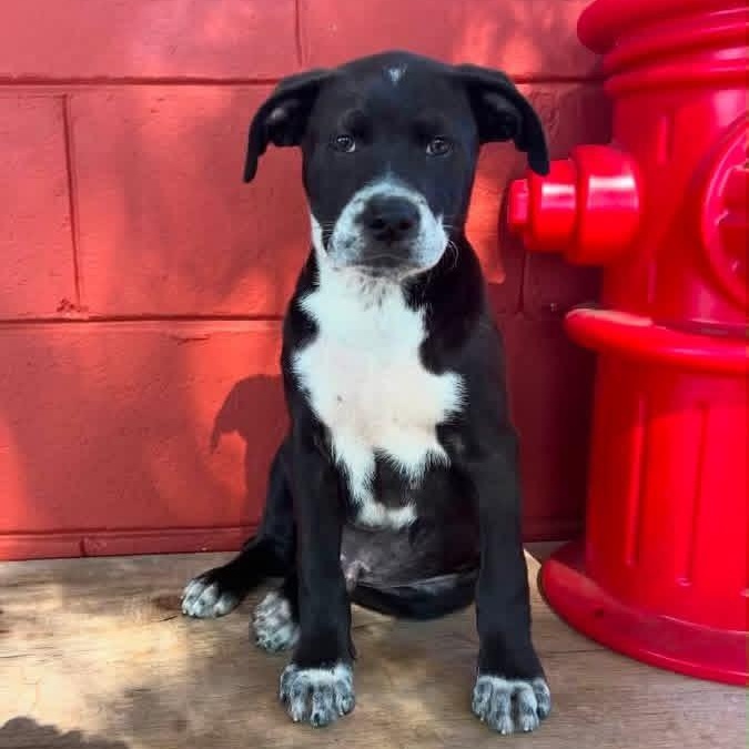 Sam, a ADOPTABLE mixed breed in Pensacola, FL image 1/6