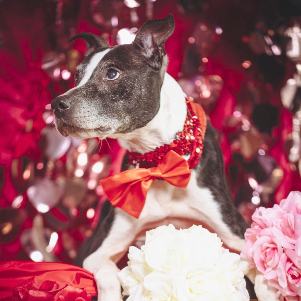 Enlarge Kipper, a Adoptable Terrier in Chattanooga, TN image 2/6