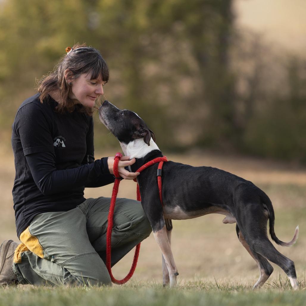 Enlarge Kipper, a Adoptable Terrier in Chattanooga, TN image 4/6