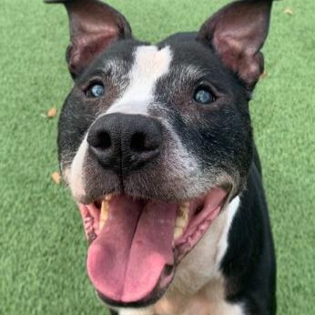 Enlarge Kipper, a Adoptable Terrier in Chattanooga, TN image 5/6