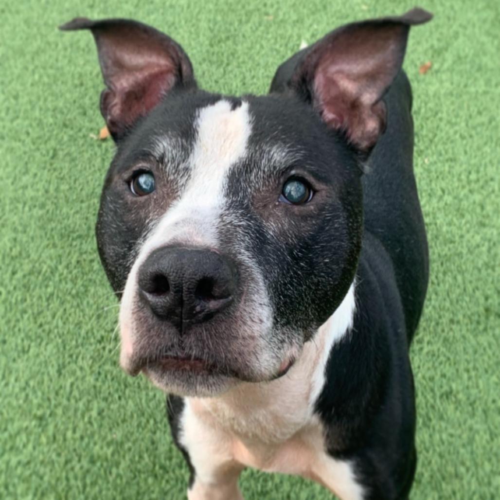 Enlarge Kipper, a Adoptable Terrier in Chattanooga, TN image 6/6