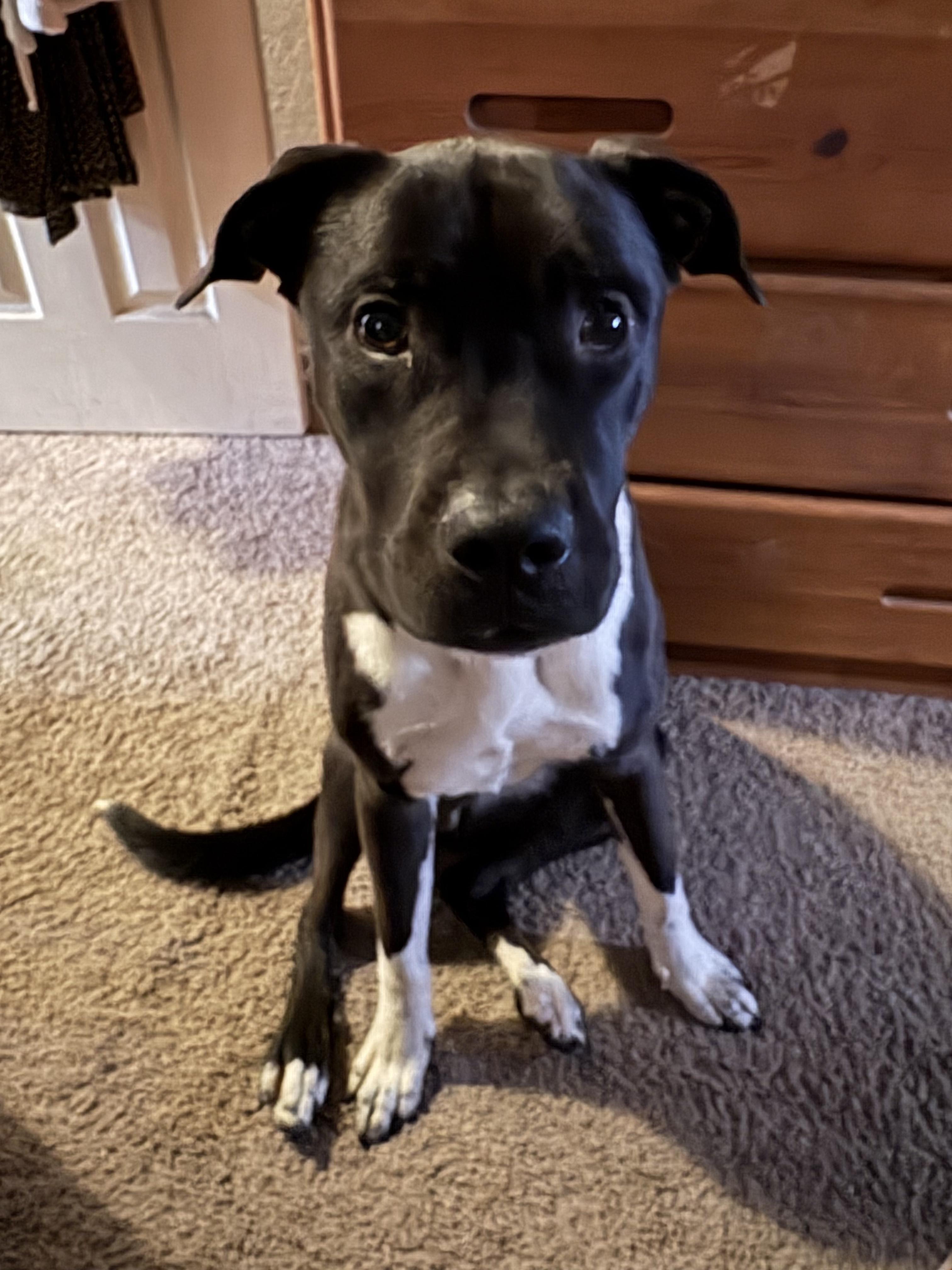 Harley, ADOPTABLE, Young Male American Staffordshire Terrier.