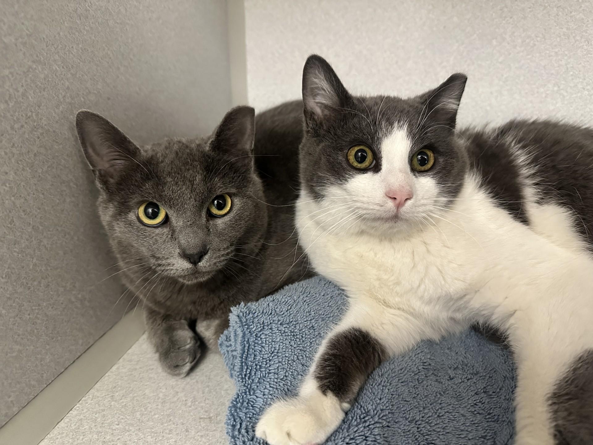 Enlarge Milo and Shadow, an adopted Domestic Short Hair in Teterboro, NJ image 1/1