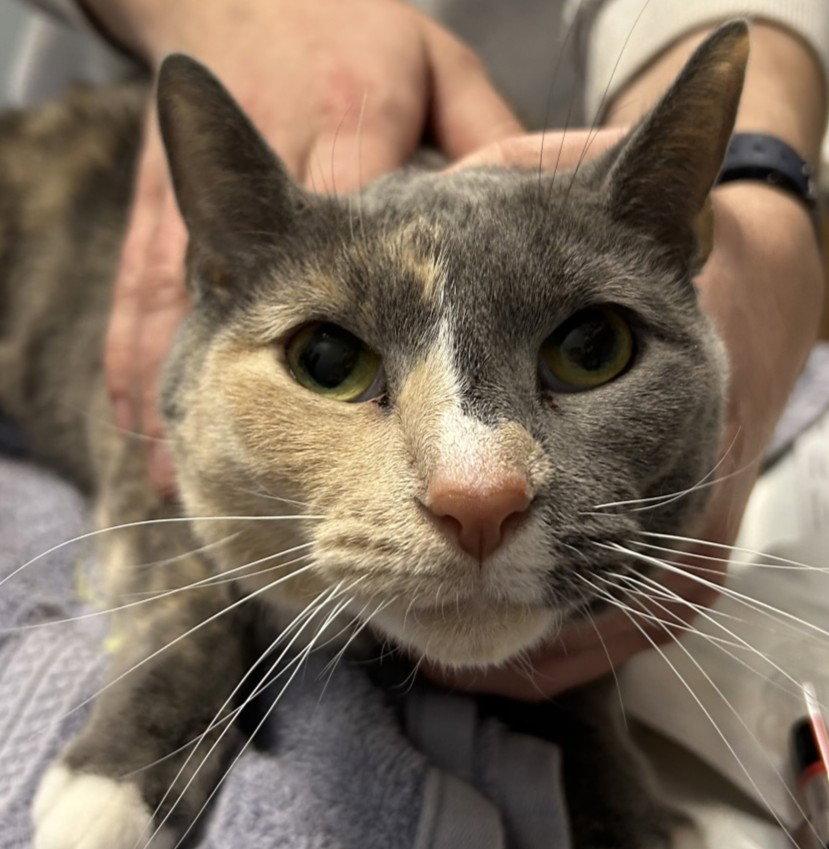 Enlarge Luna, a Adopted Domestic Short Hair in New Castle, DE image 1/1