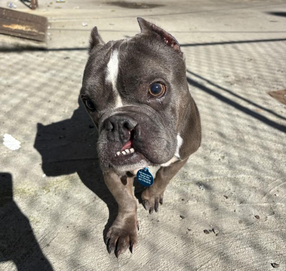 Nefertiti, Adoptable, Adult Female French Bulldog & American Bully.