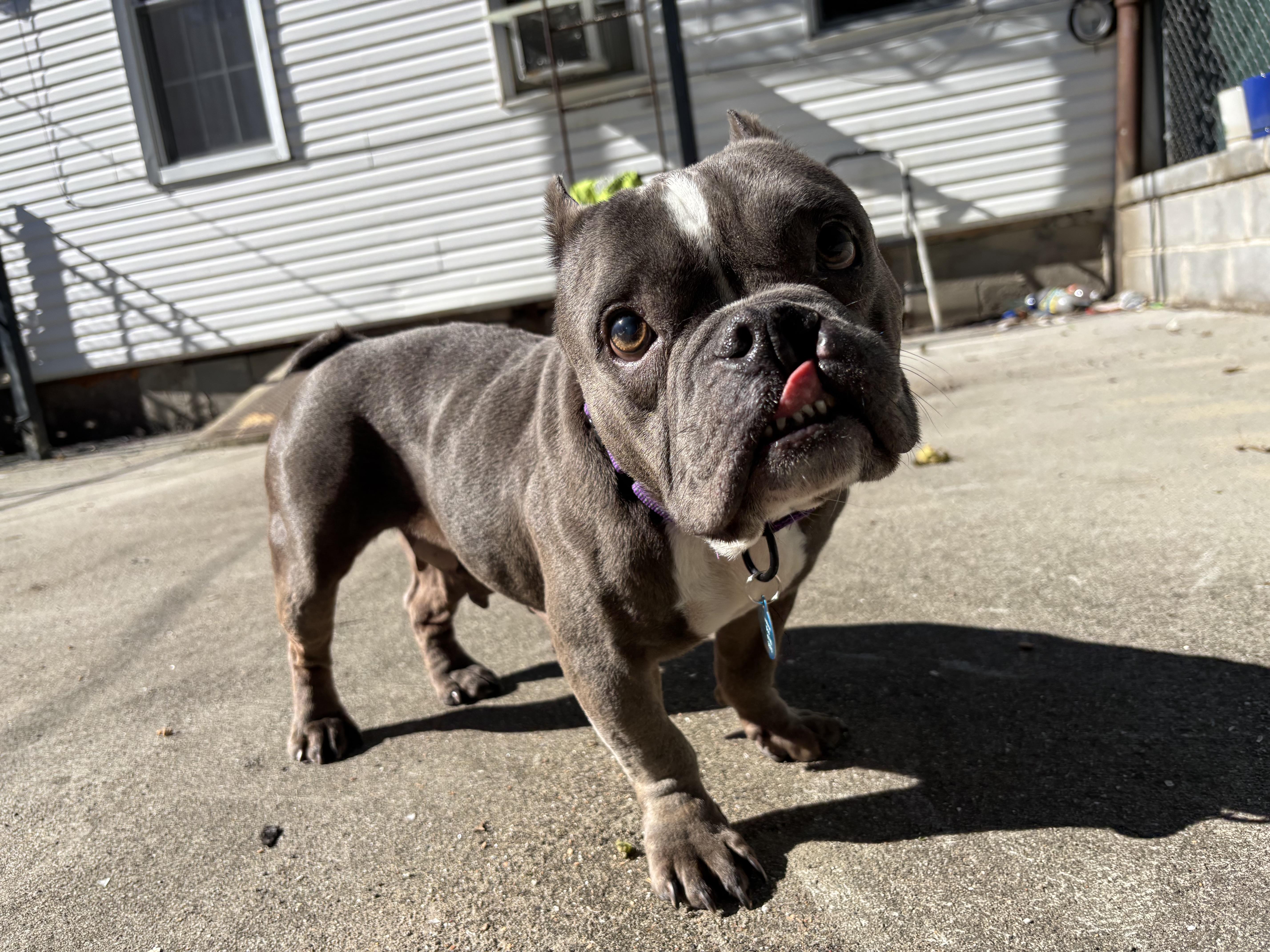Enlarge Nefertiti, a Adoptable mixed breed in Brooklyn, NY image 4/6