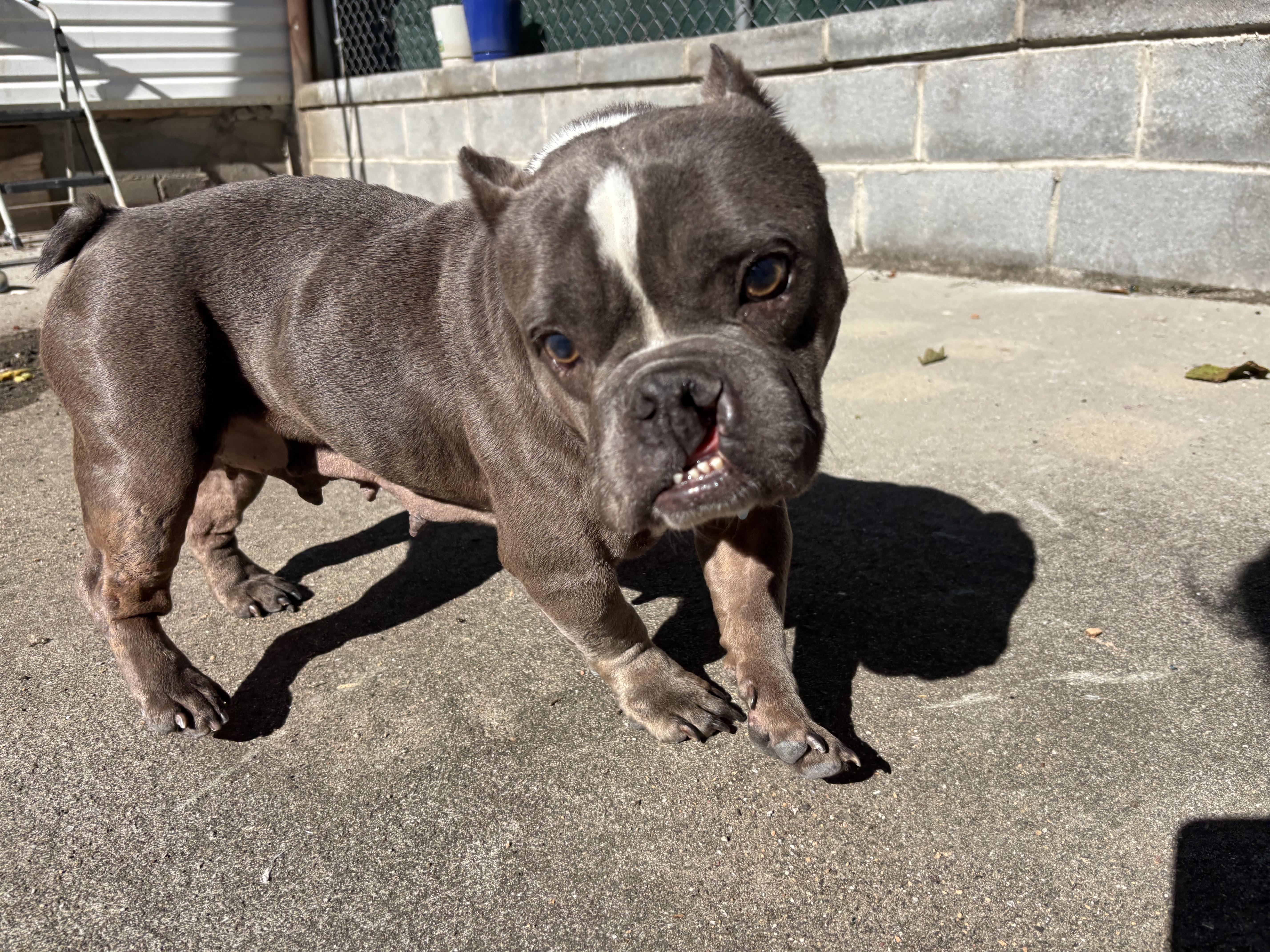 Enlarge Nefertiti, a Adoptable mixed breed in Brooklyn, NY image 5/6