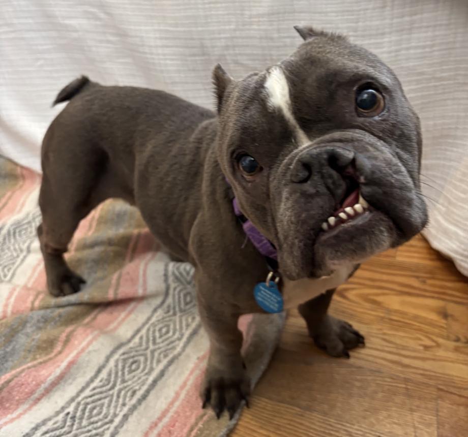 Enlarge Nefertiti, a Adoptable mixed breed in Brooklyn, NY image 6/6