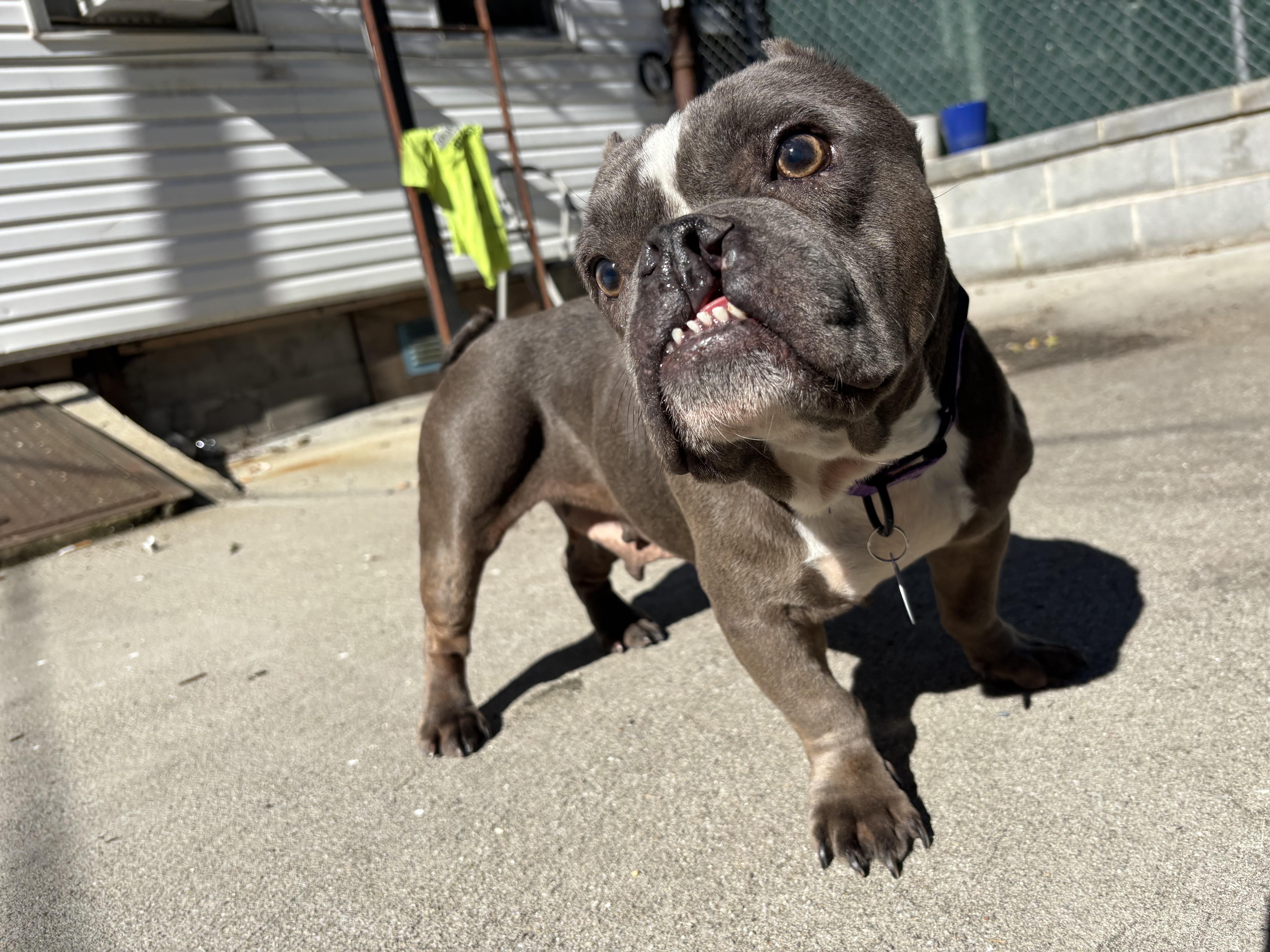 Enlarge Nefertiti, a Adoptable mixed breed in Brooklyn, NY image 2/6