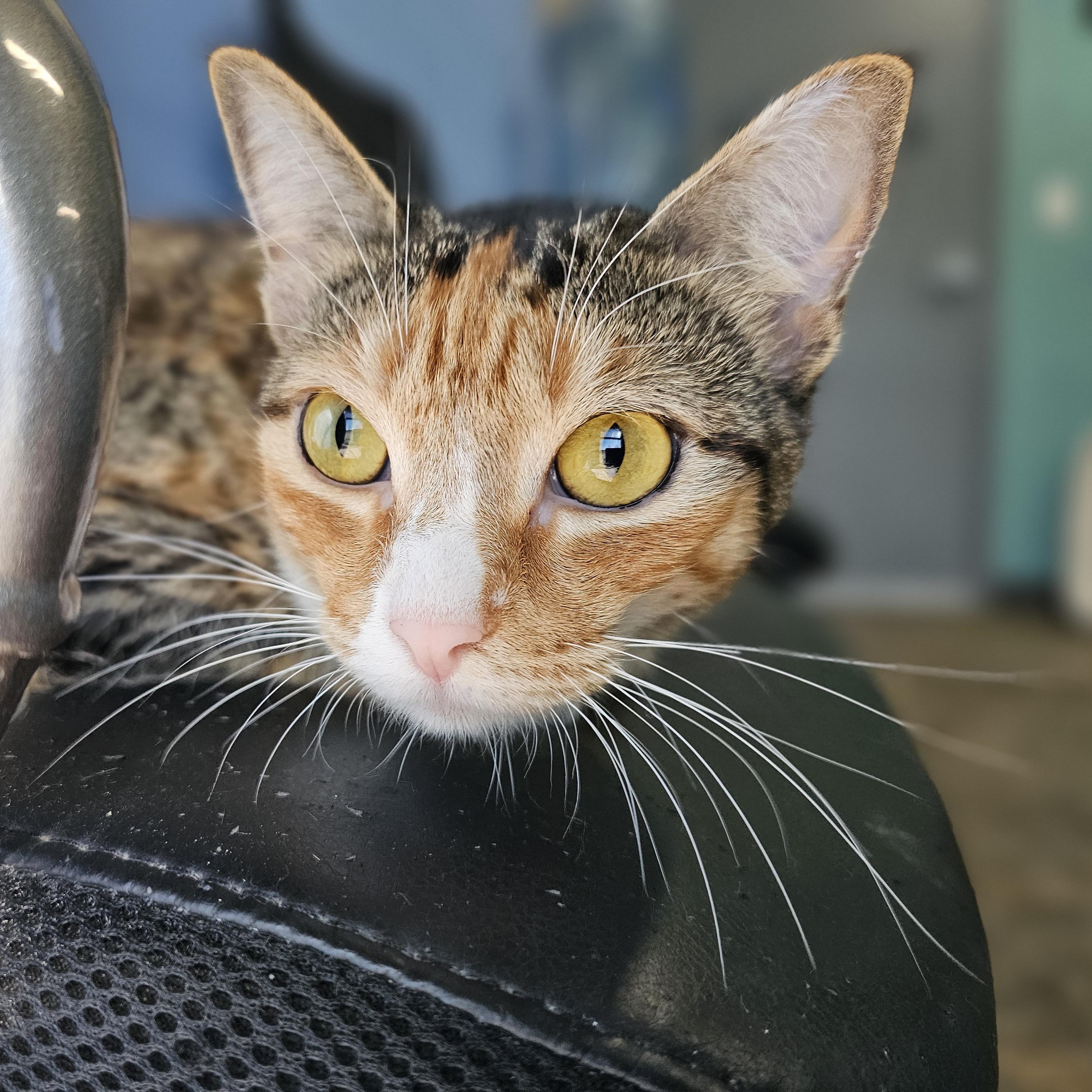 Lisa Frank, a ADOPTABLE Domestic Short Hair in Lowell, AR image 1/6