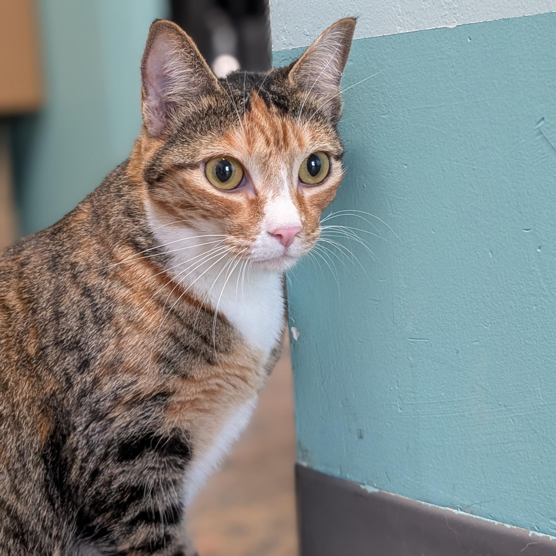 Lisa Frank, a ADOPTABLE Domestic Short Hair in Lowell, AR image 2/6