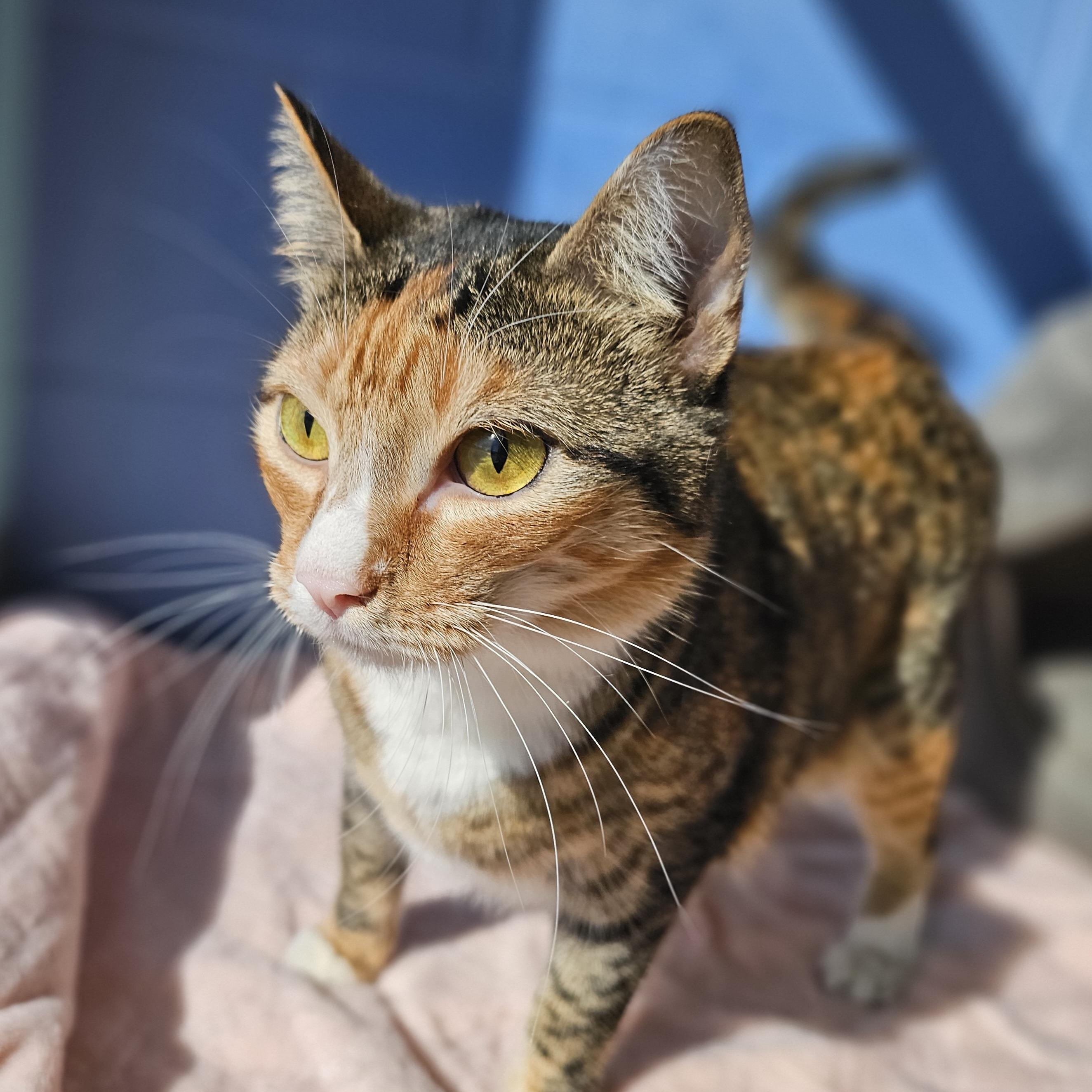 Lisa Frank, a ADOPTABLE Domestic Short Hair in Lowell, AR image 4/6