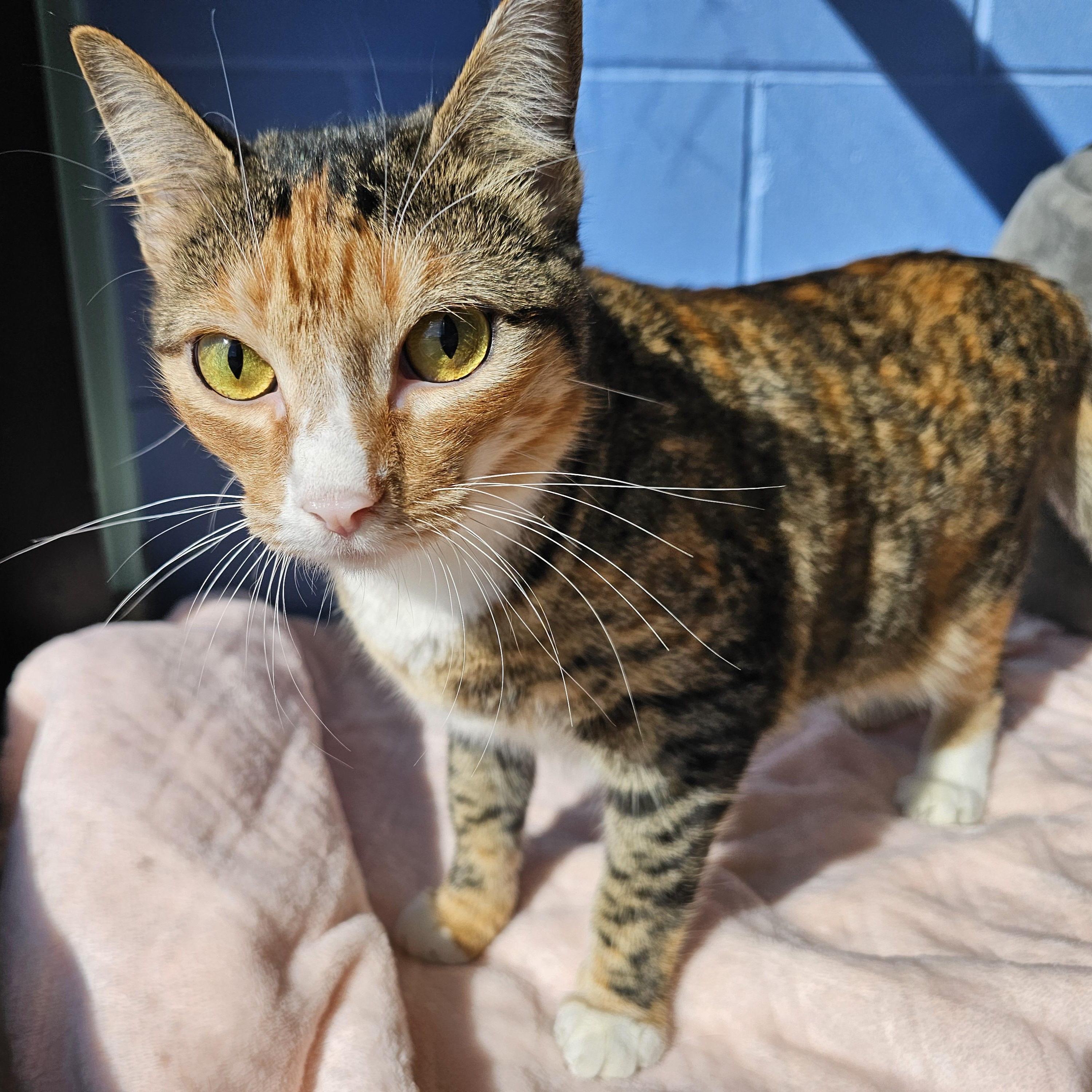 Lisa Frank, a ADOPTABLE Domestic Short Hair in Lowell, AR image 3/6