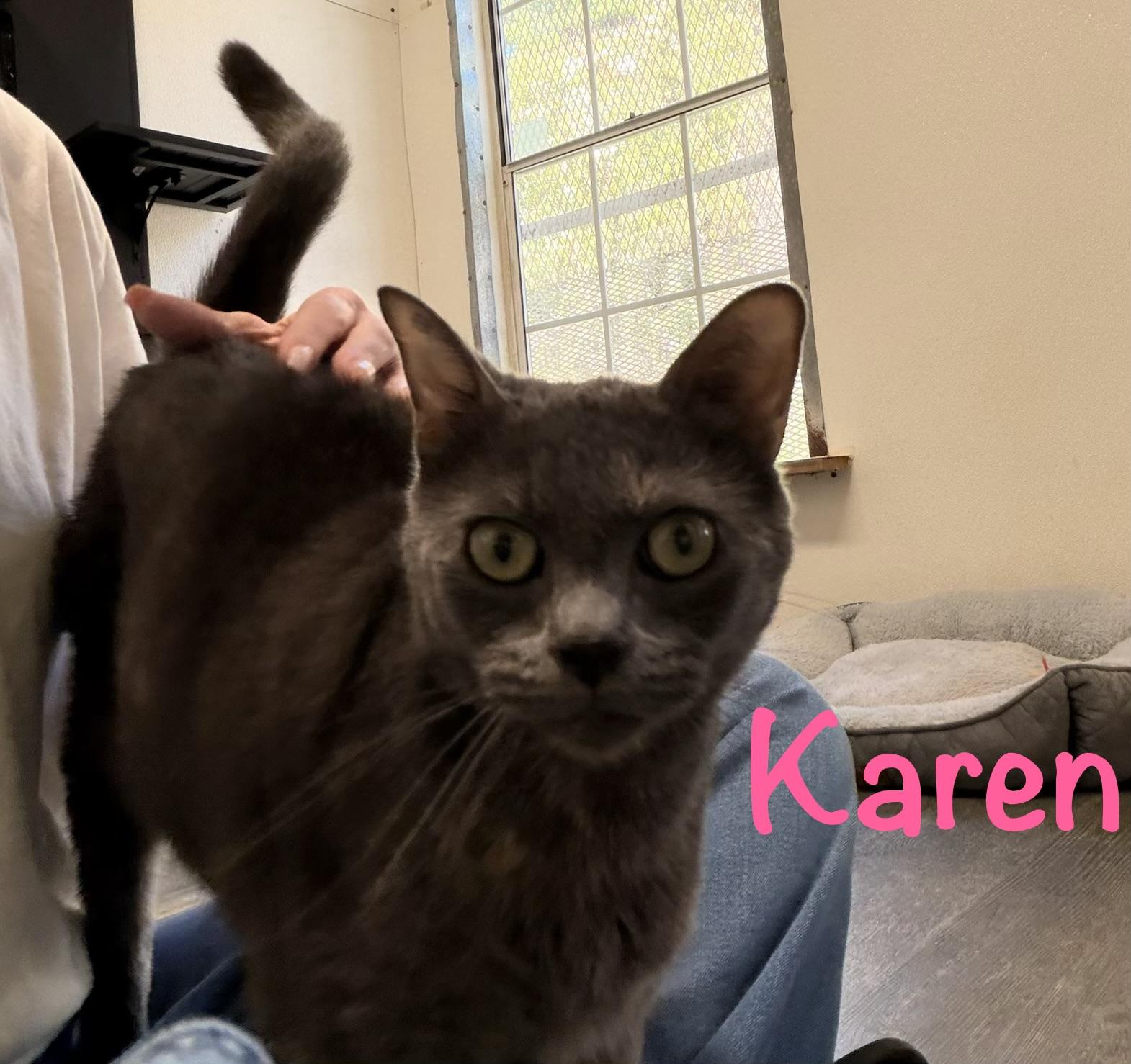 Karen, a ADOPTABLE Domestic Short Hair in Crescent City, CA image 1/2