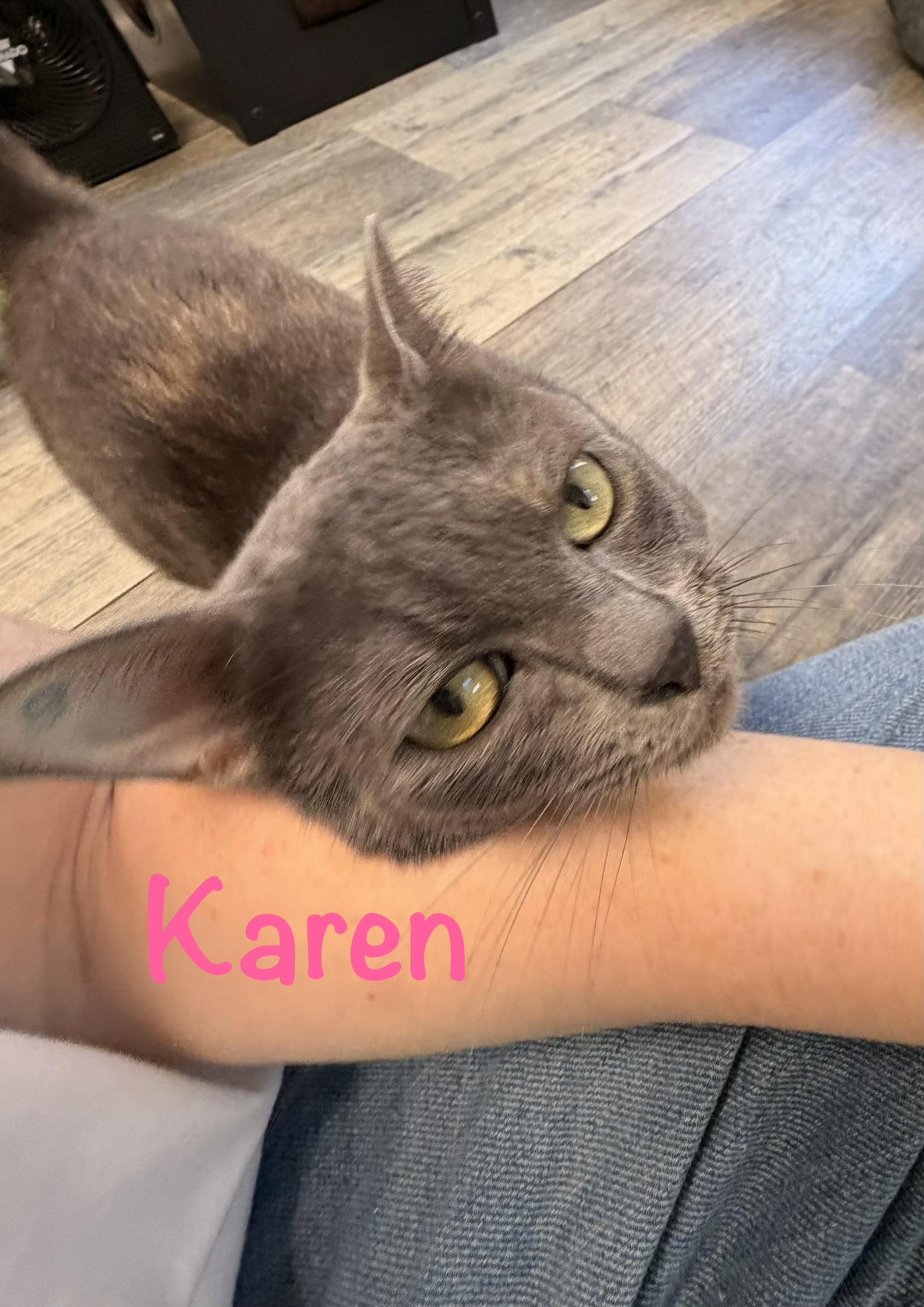 Karen, a ADOPTABLE Domestic Short Hair in Crescent City, CA image 2/2