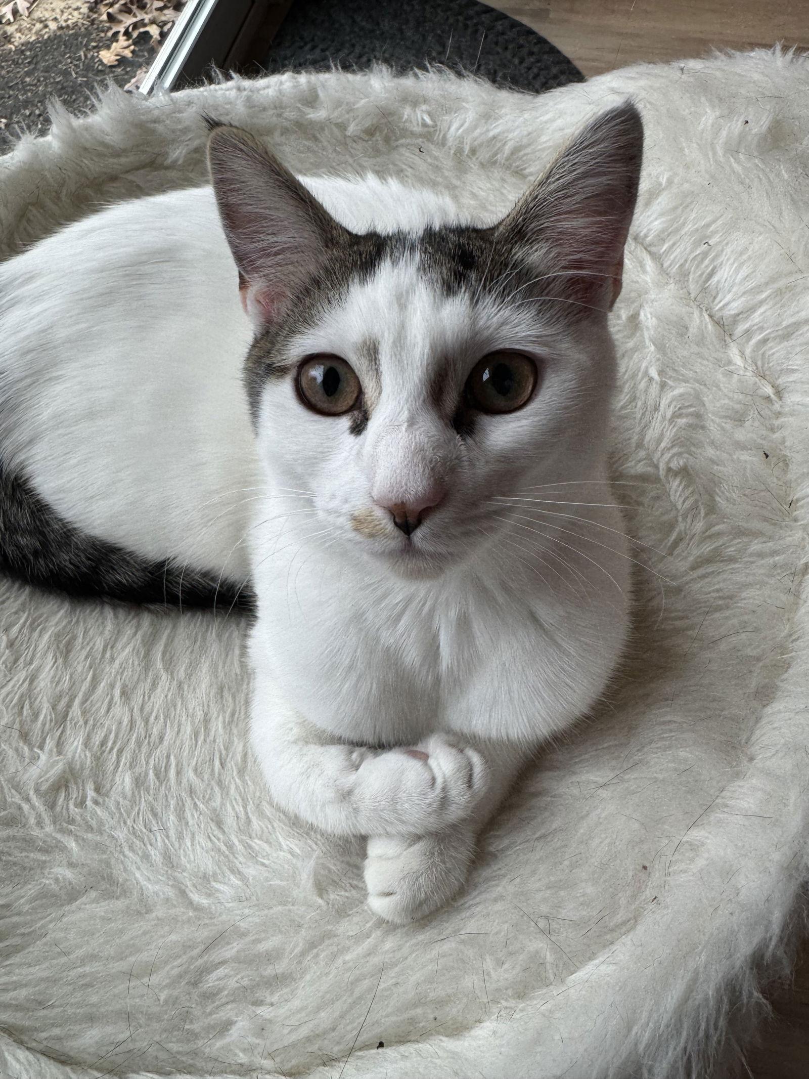 Prudence, Adoptable, Young Female Domestic Short Hair.