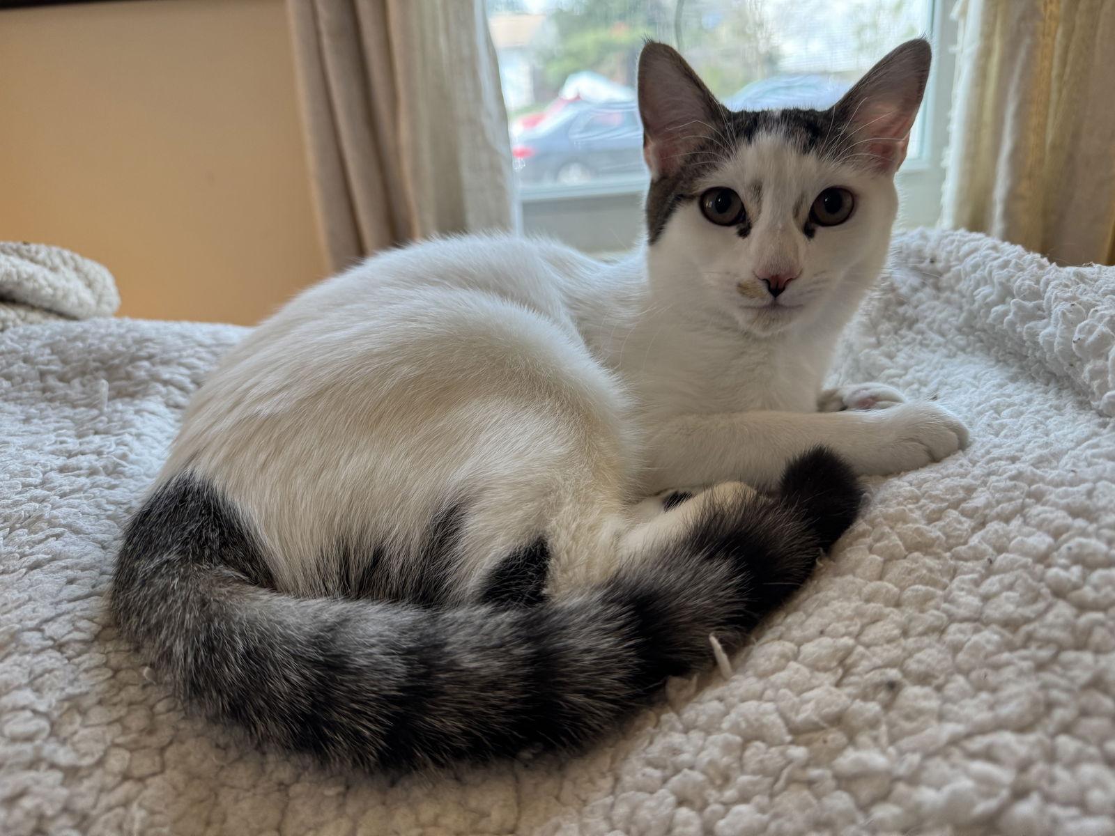 Enlarge Prudence, a Adoptable Domestic Short Hair in Reston, VA image 2/3