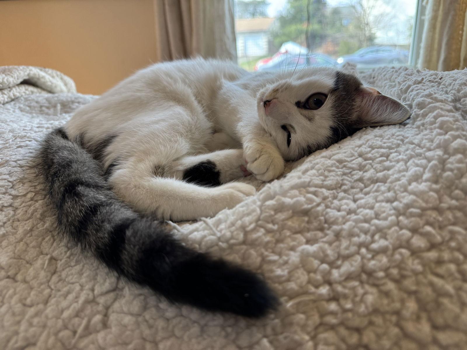 Enlarge Prudence, a Adoptable Domestic Short Hair in Reston, VA image 3/3