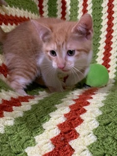 Luke, Adopted, Kitten Male American Shorthair.