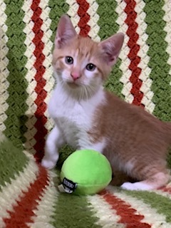 Enlarge Luke, a Adopted American Shorthair in Dallas, TX image 2/3