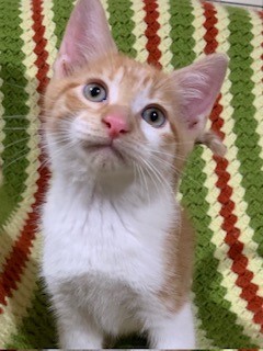 Enlarge Luke, a Adopted American Shorthair in Dallas, TX image 3/3