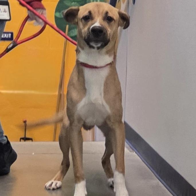 Wilbur, Adoptable, Adult Male Retriever & Mixed Breed.