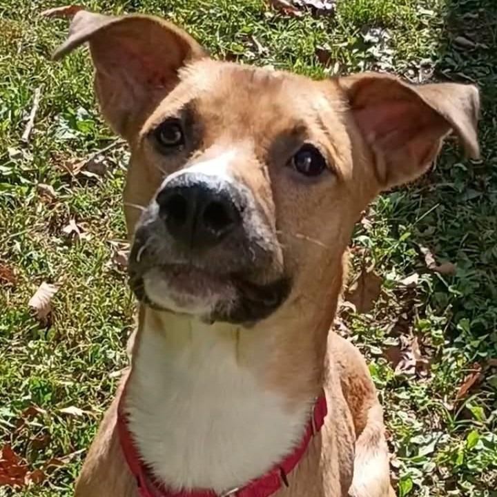 Enlarge Wilbur, a Adoptable mixed breed in Voorhees, NJ image 2/3