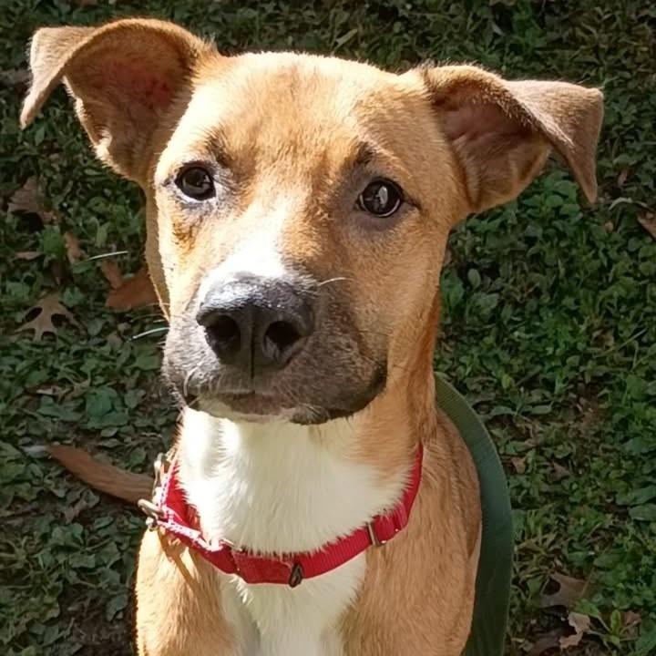 Enlarge Wilbur, a Adoptable mixed breed in Voorhees, NJ image 3/3