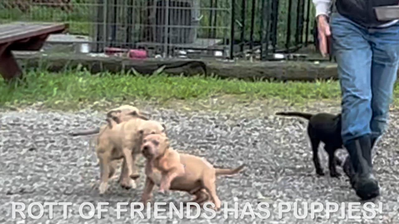 Enlarge Mayella, an adopted mixed breed in Woodland, CA video 1/2