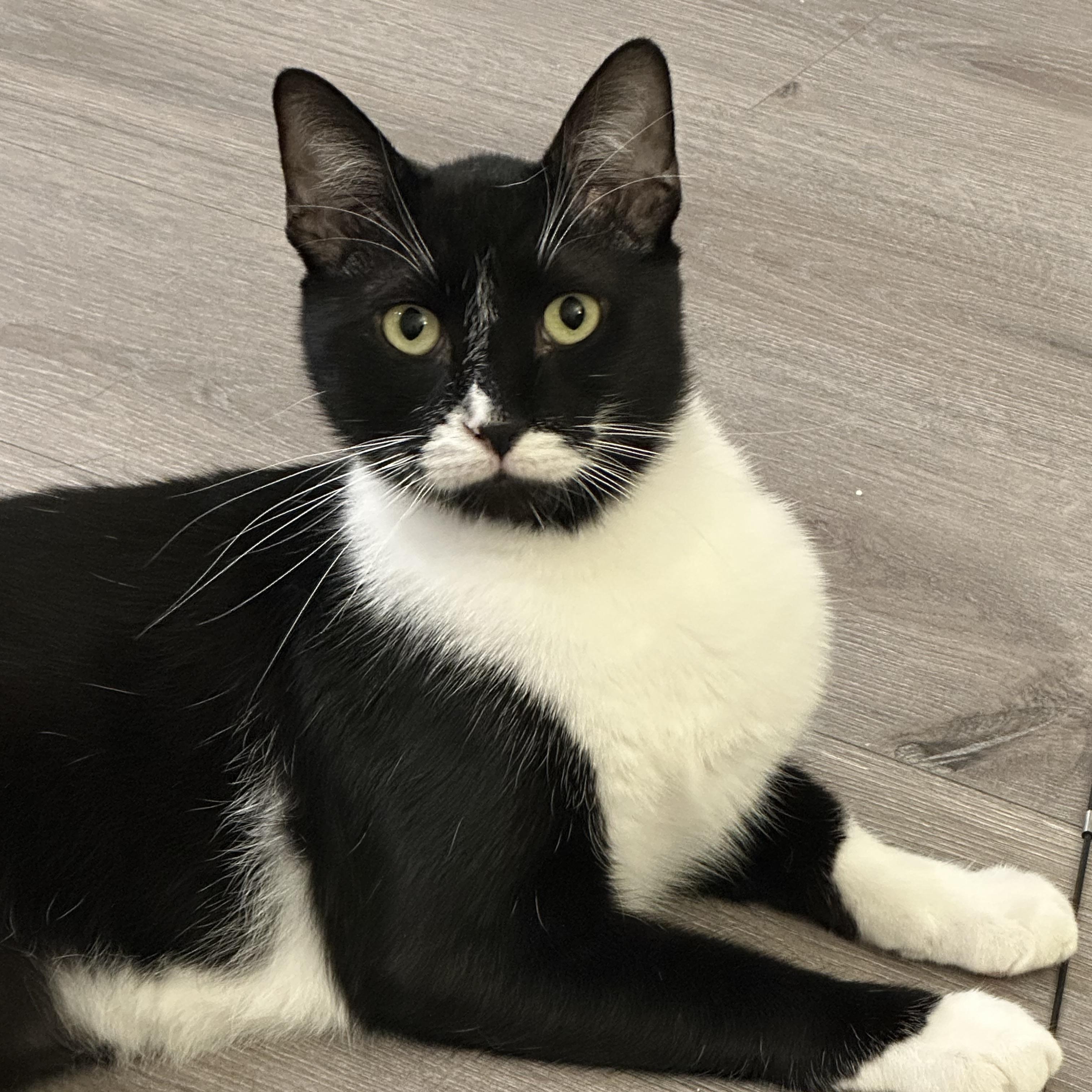 Jingle, Adoptable, Young Male Domestic Short Hair & Tuxedo.