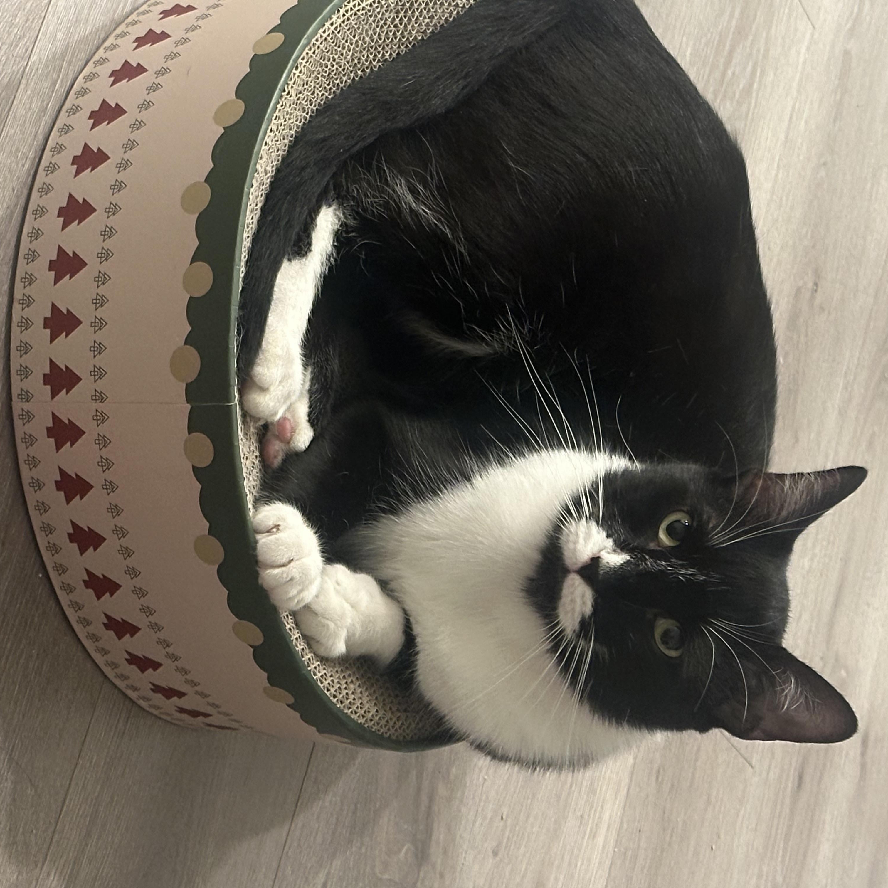 Enlarge Jingle, a Adoptable mixed breed in New York, NY image 5/6