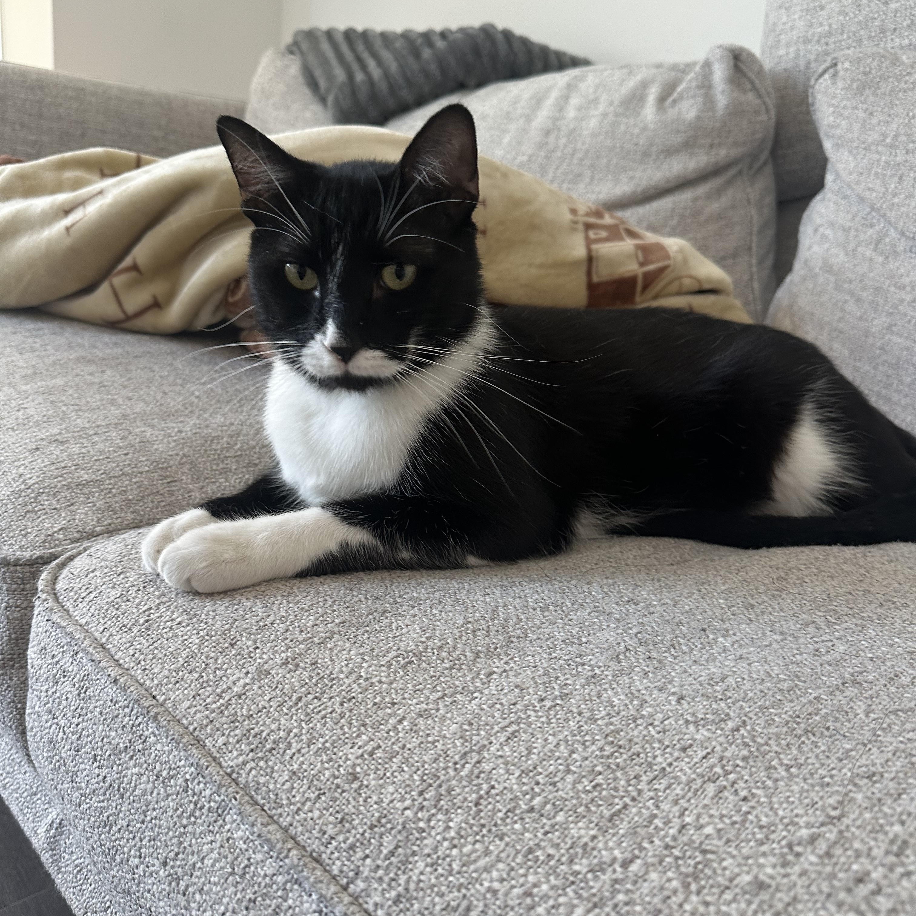 Enlarge Jingle, a Adoptable mixed breed in New York, NY image 2/6