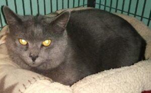 Enlarge Smokey, a ADOPTABLE Russian Blue in Caribou, ME image 1/1