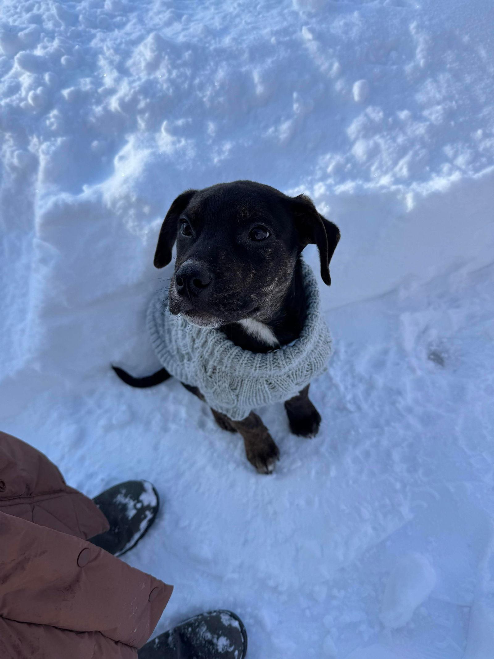 Enlarge Cypress (black w brindle), a Adoptable mixed breed in Hawkestone, ON image 1/3