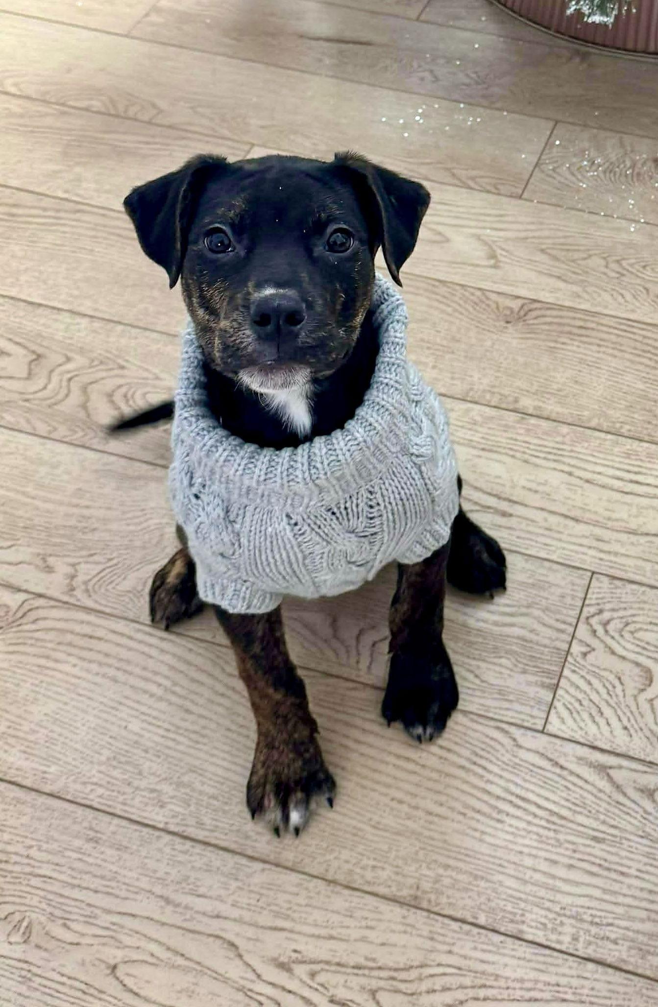 Enlarge Cypress (black w brindle), a Adoptable mixed breed in Hawkestone, ON image 2/3