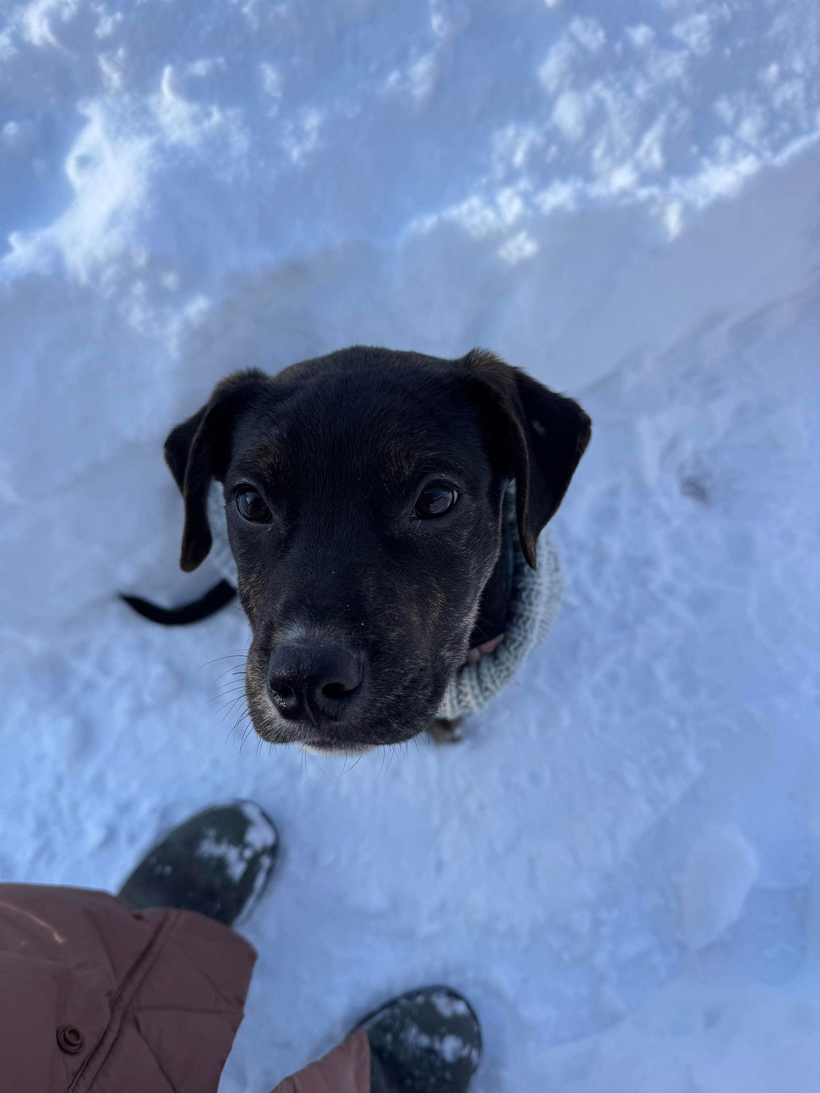 Enlarge Cypress (black w brindle), a Adoptable mixed breed in Hawkestone, ON image 3/3