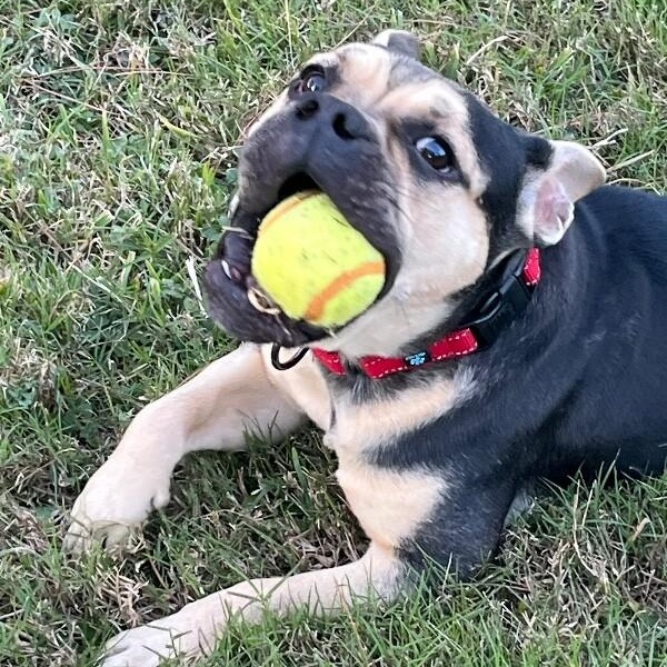 Otto Teddy the Fun Sized Frenchie
