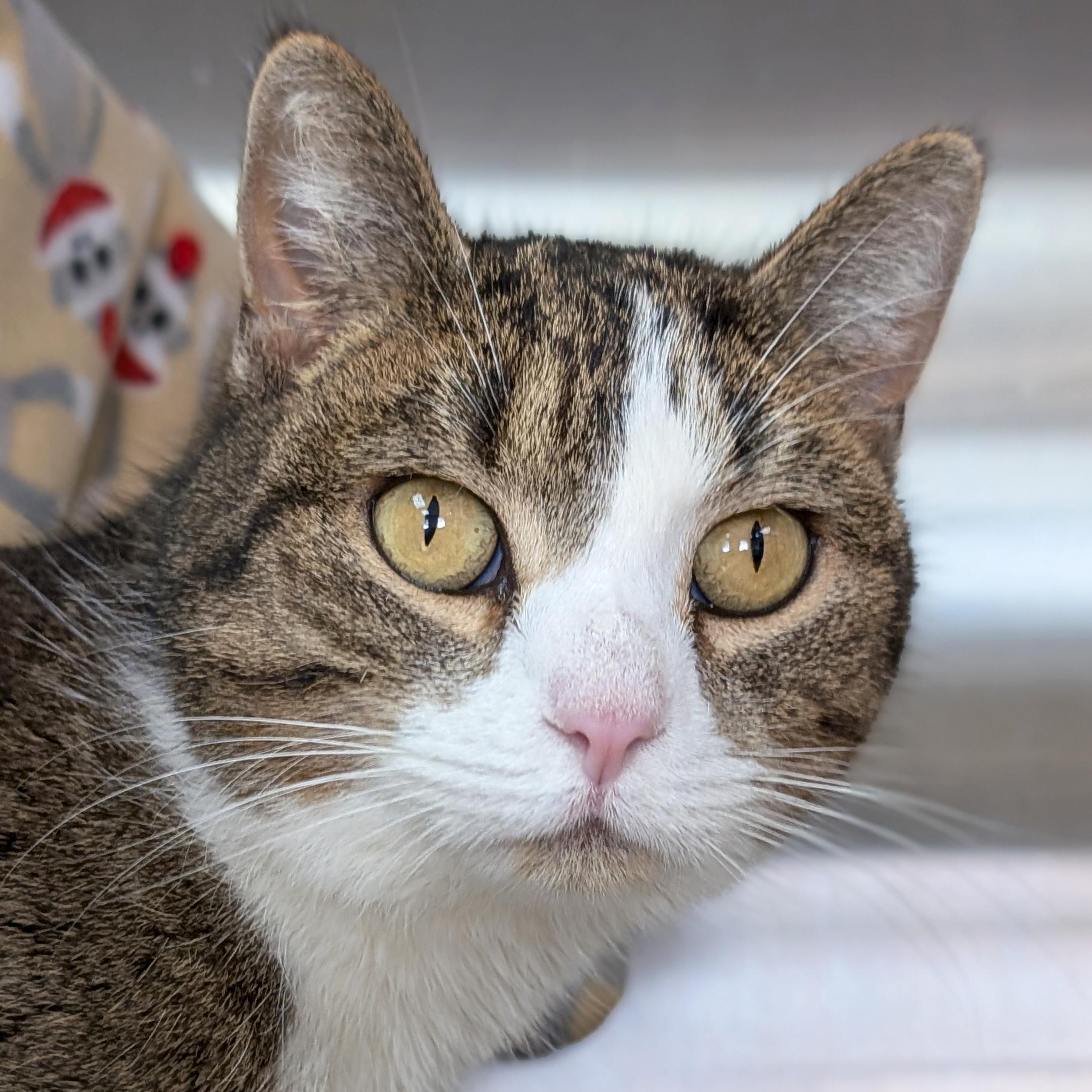 Enlarge Rhubarb - Name Your Own Adoption Fee!, an adopted Domestic Short Hair in Jefferson, WI image 1/3