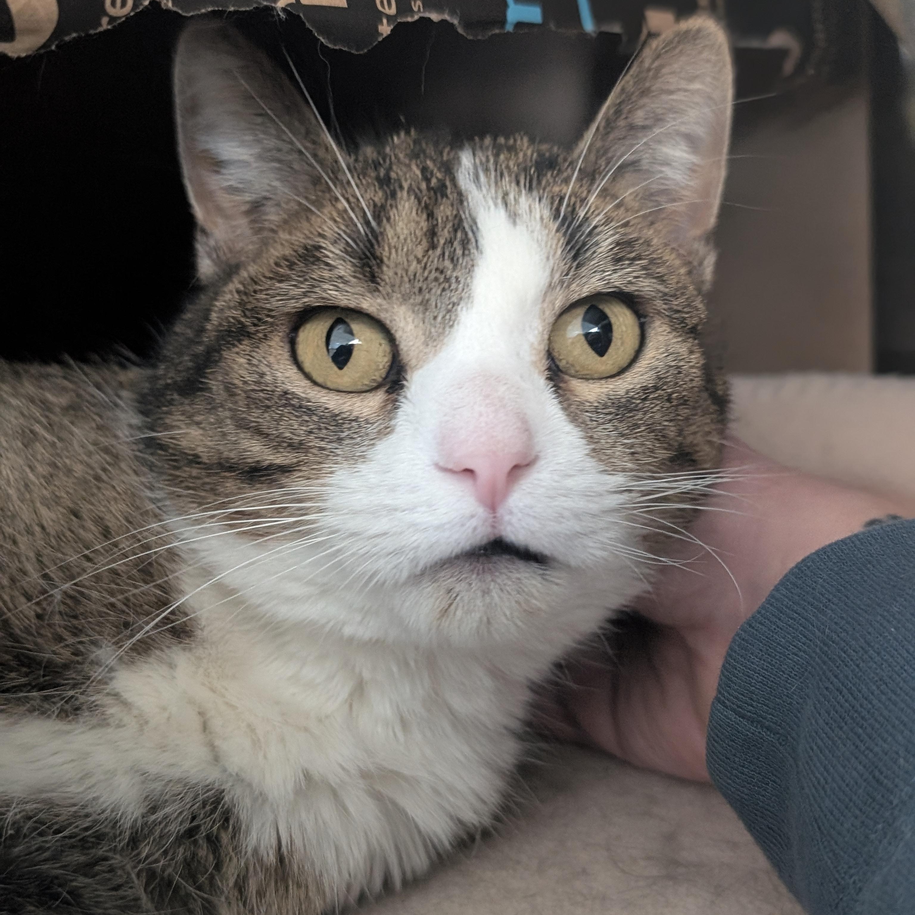 Enlarge Rhubarb - Name Your Own Adoption Fee!, an adopted Domestic Short Hair in Jefferson, WI image 2/3