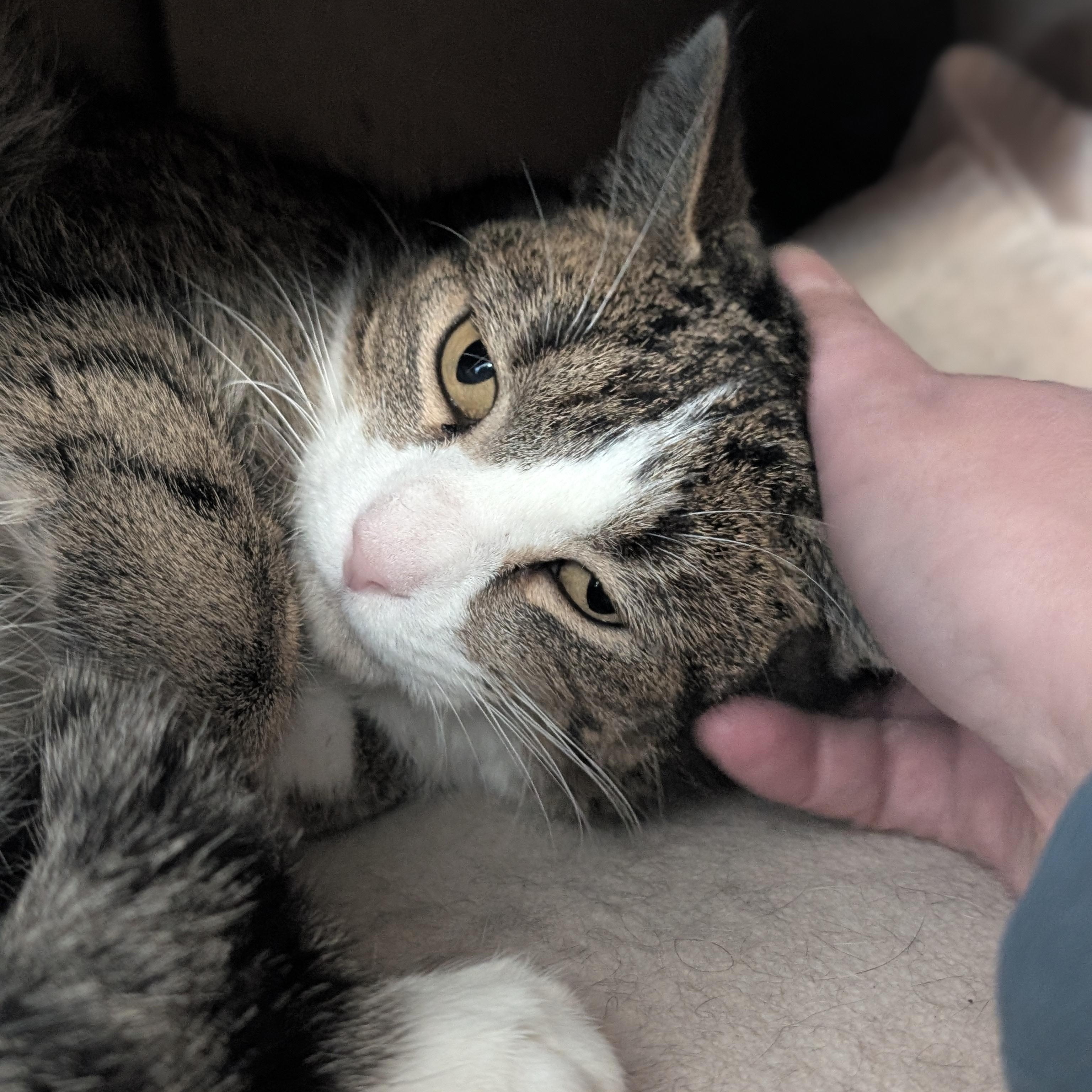 Enlarge Rhubarb - Name Your Own Adoption Fee!, an adopted Domestic Short Hair in Jefferson, WI image 3/3