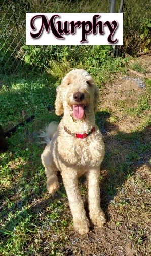 Enlarge Murphy, a Adopted Standard Poodle in Rockvale, TN image 1/1