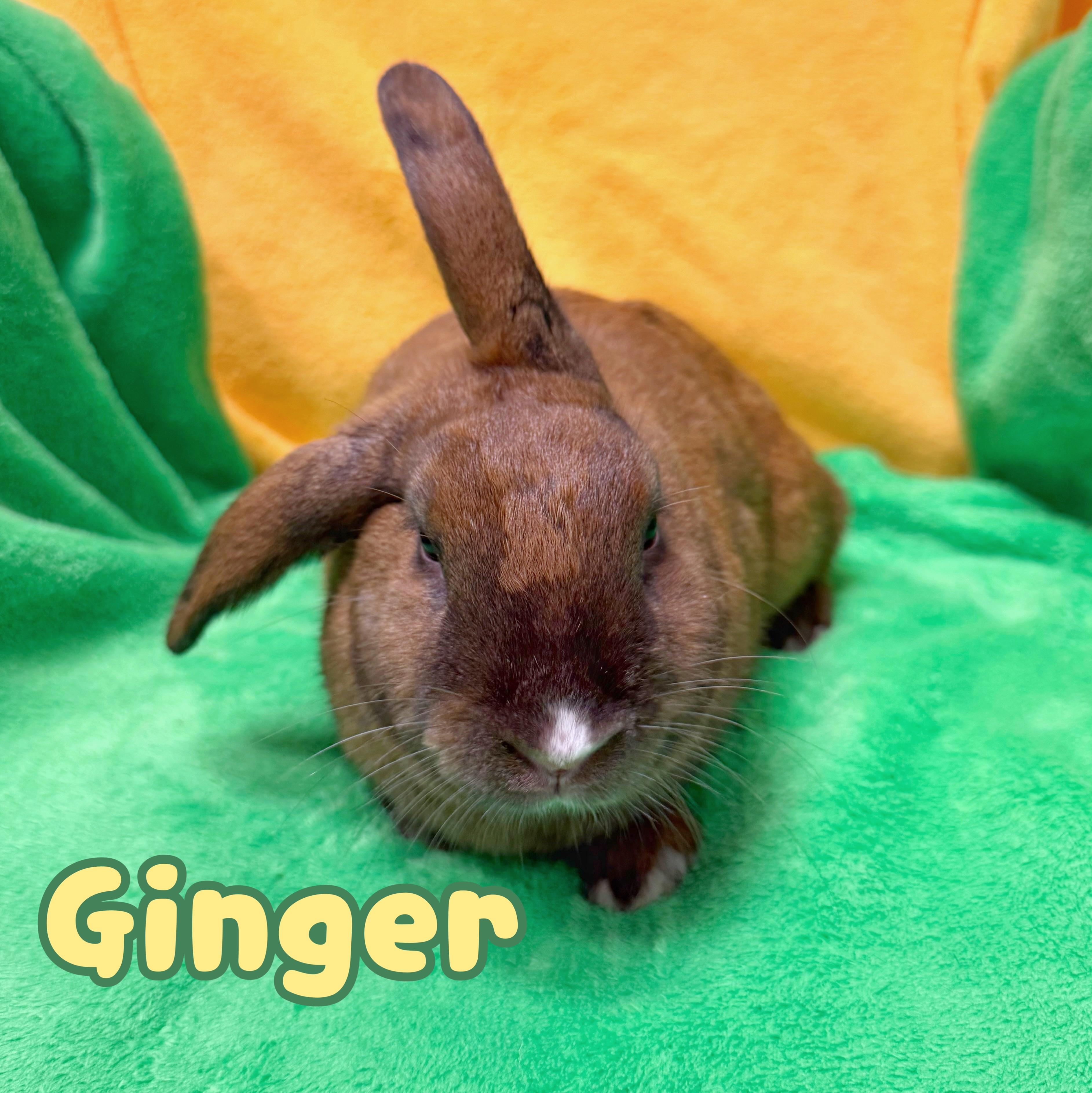 Enlarge Ginger, a ADOPTABLE mixed breed in Roseville, CA image 1/1