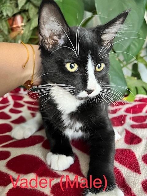 Enlarge Vader, a Adoptable mixed breed in Manhattan Beach, CA image 1/4