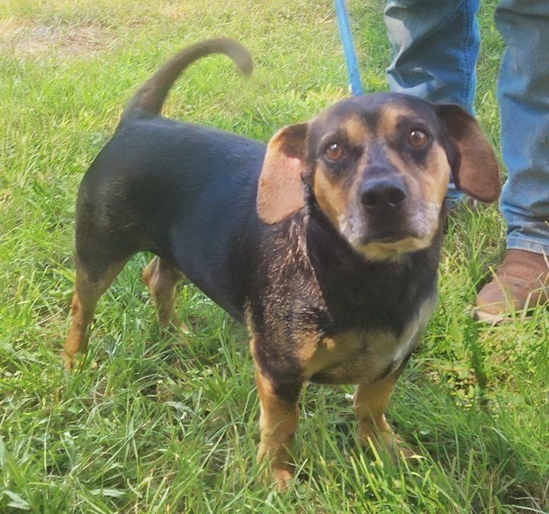 260807  Ozzy, Adoptable, Adult Male Dachshund & Catahoula Leopard Dog.