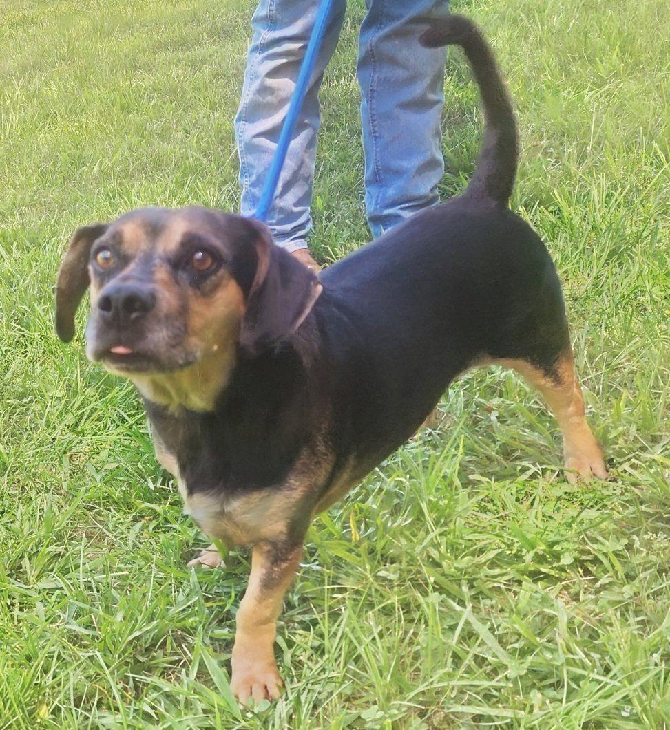 Enlarge 260807  Ozzy, a Adoptable mixed breed in Wetumpka, AL image 2/3