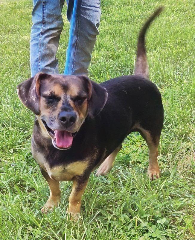 Enlarge 260807  Ozzy, a Adoptable mixed breed in Wetumpka, AL image 3/3