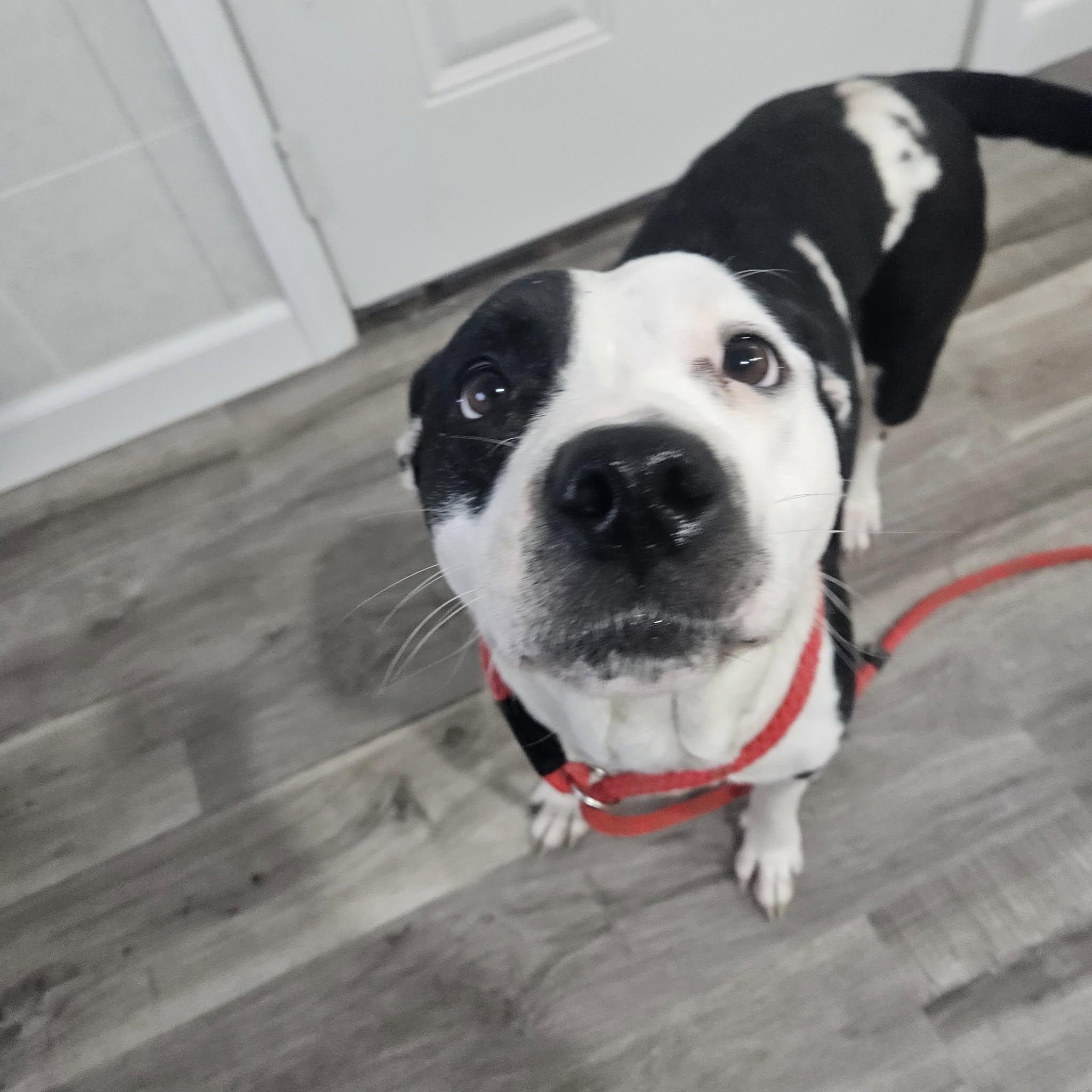Enlarge Gracie, a Adoptable mixed breed in Hoopeston, IL image 1/2
